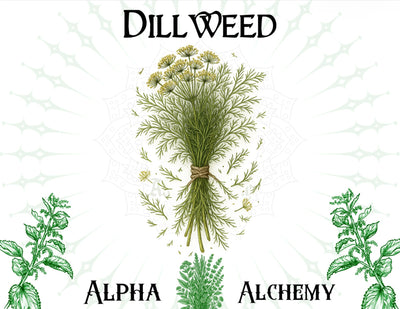 Herbal: Premium Dillweed