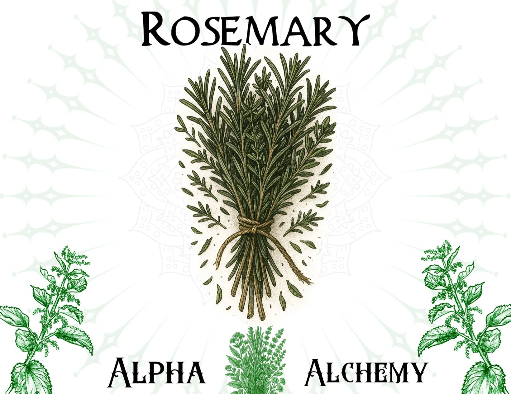 Herbal: Premium Rosemary