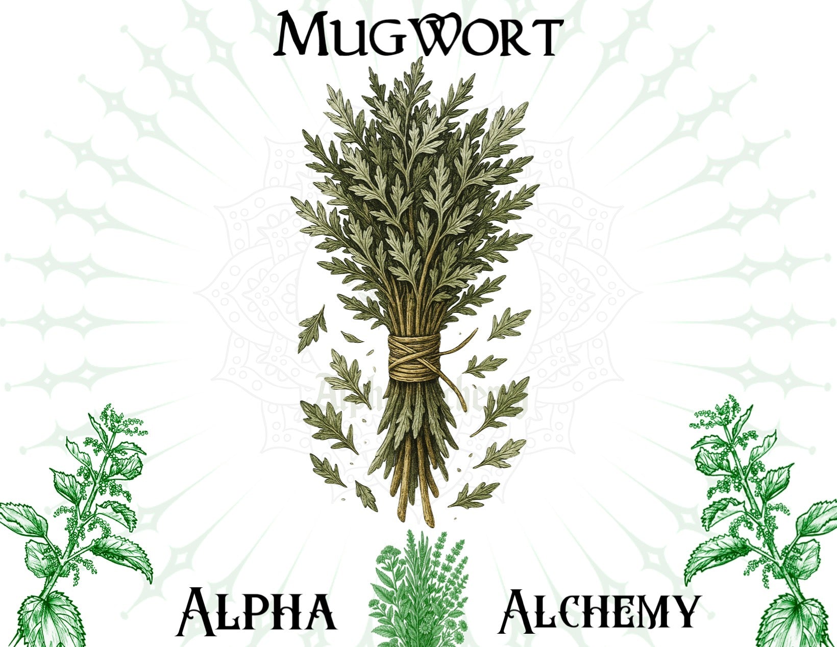 Herbal: Premium Mugwort