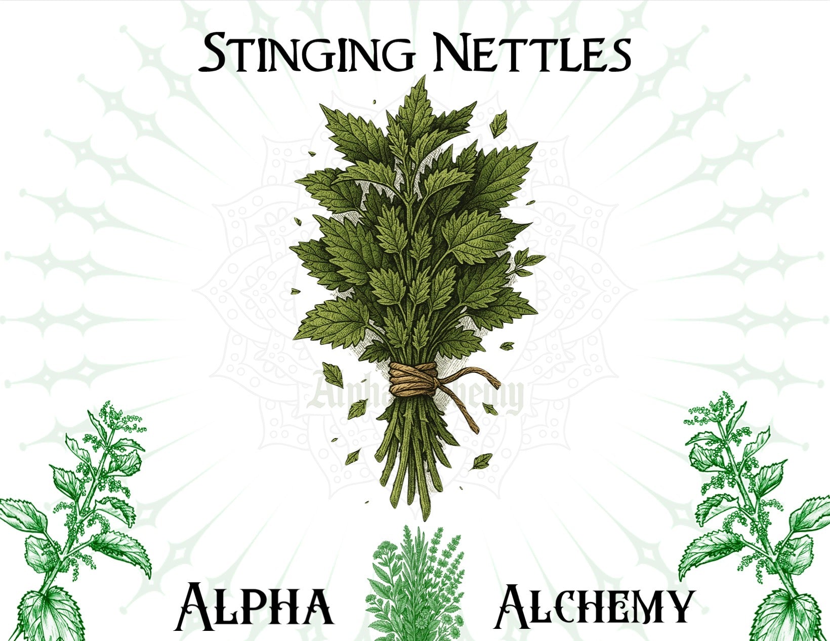 Herbal: Stinging Nettles
